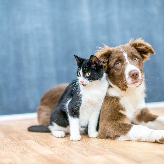 Paws & Floors: The Best Flooring Choices for Dog Owners